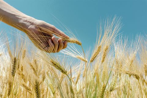 Photo of a hand grabbing wheat grains in a field to illustrate the article Did Jesus Keep the Sabbath Day?