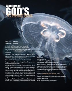 Pacific Sea Nettle Jellyfish