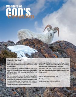 Dall Sheep