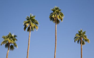 Four Lessons From Palm Trees