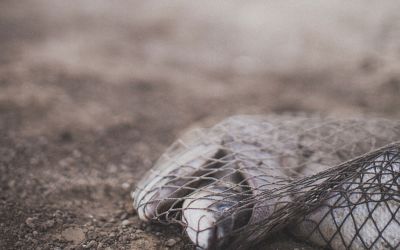 Gospel of the Kingdom