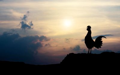 Photo of a rooster at sunrise to illustrate the article 