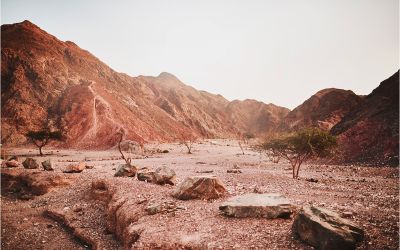 Jesus’ Temptation in the Wilderness: What Can It Teach Us?