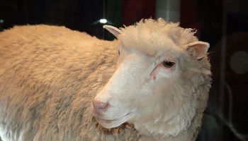 Playing God, or: “Everything I Know About Cloning I Learned From Jurassic Park”