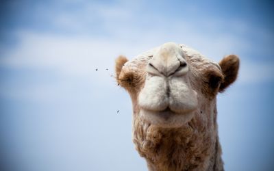 Photo of a camel's head to illustrate the article 