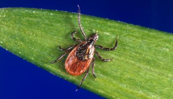 Why Did God Make Ticks?