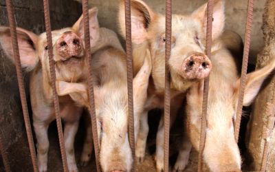 What Can We Learn From God’s Food Laws?