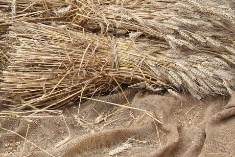 Harvested grain to illustrate Jesus’ Mission and Purpose to reap a spiritual harvest