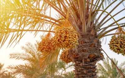 What’s the Meaning of “the Righteous Shall Flourish Like a Palm Tree”?