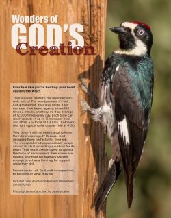 Acorn Woodpecker