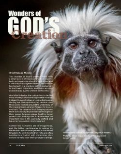 Cotton-Top Tamarin